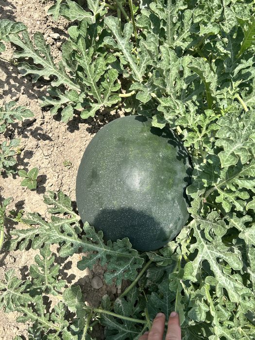 De vanzare pepene verde si galben