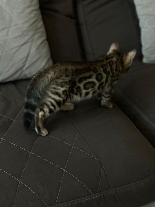 Бенгальские родословные котята