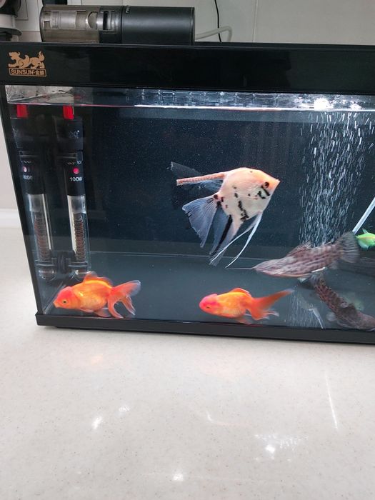 Аквариум 40 л с рыбками
