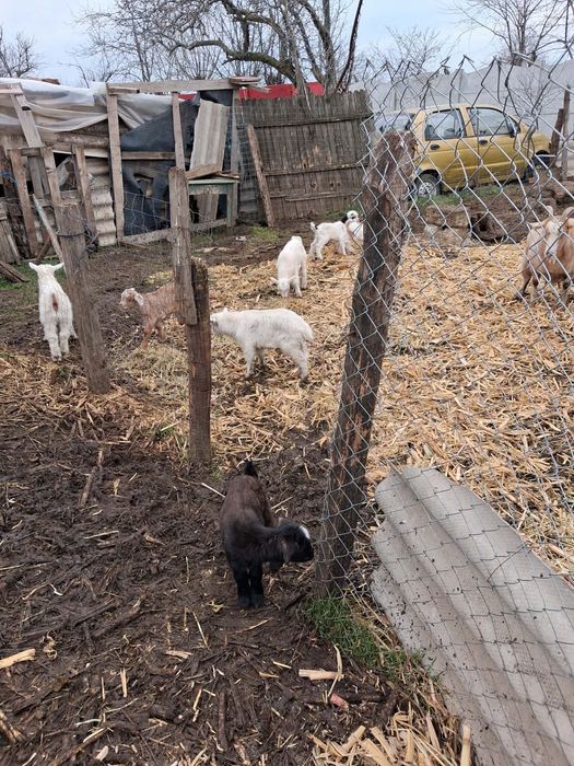 20 Capre de vânzare /jumătate fătate