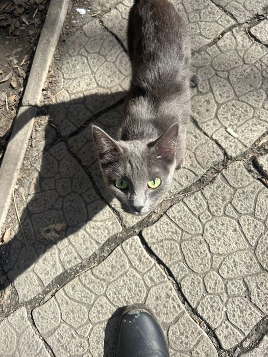 Русская голубая кошечка в доьрые руки