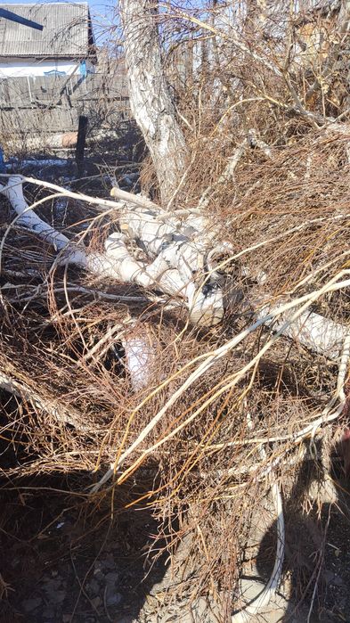 Отдам дрова дерево