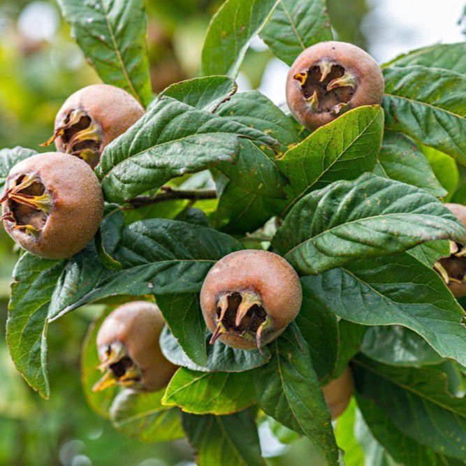 Mosmon uriasa de olanda