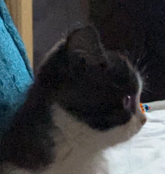 Котенок мальчик 5 месяцев