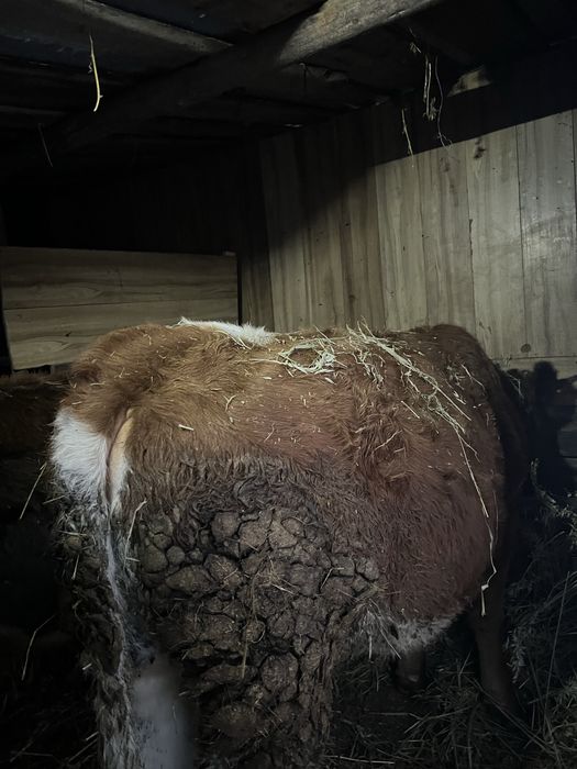 Vand jurinca  de 1 an