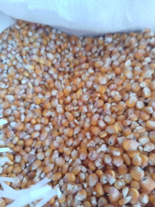 Grăunțe de mămăligă și grâu