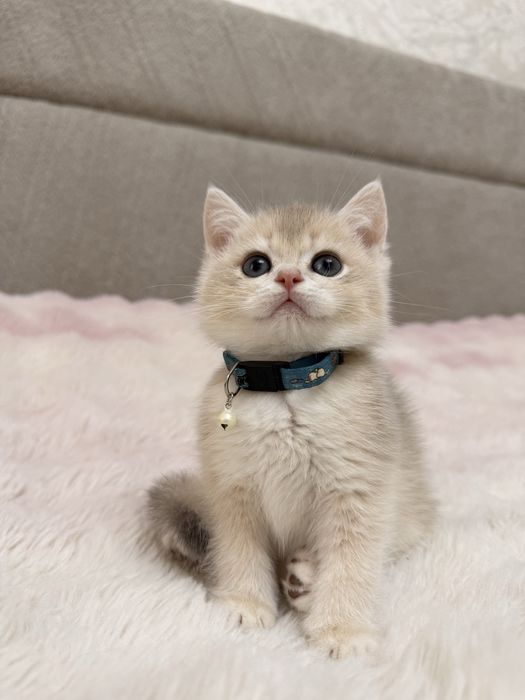 Британский котенок