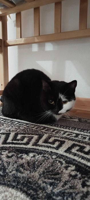 Отдам кошечку в добрые руки