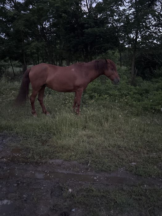Iapa blanda si cuminte