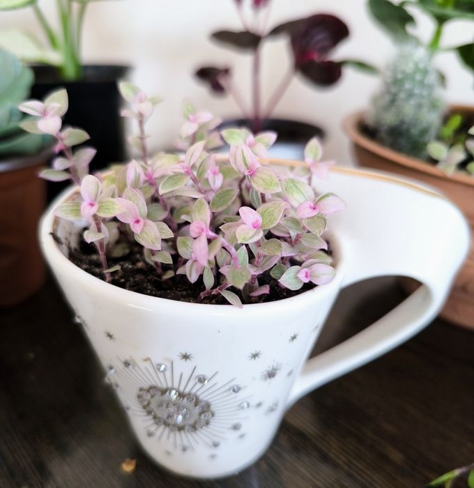 Суккуленты  хороший подарок  недорого