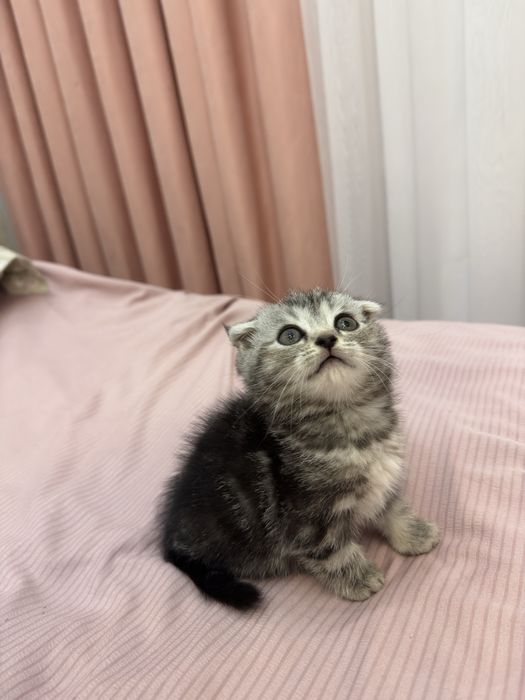 O’yinqaroq Scottish Fold mushukcha sotiladi!