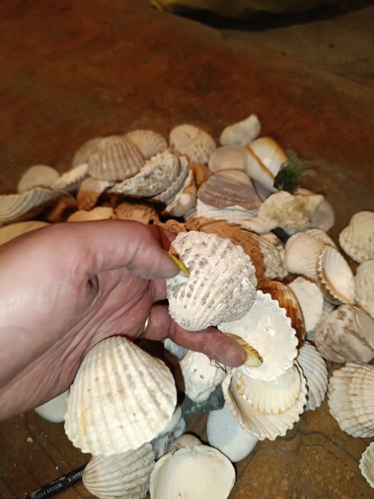 Продам натуральные ракушки с Испании
