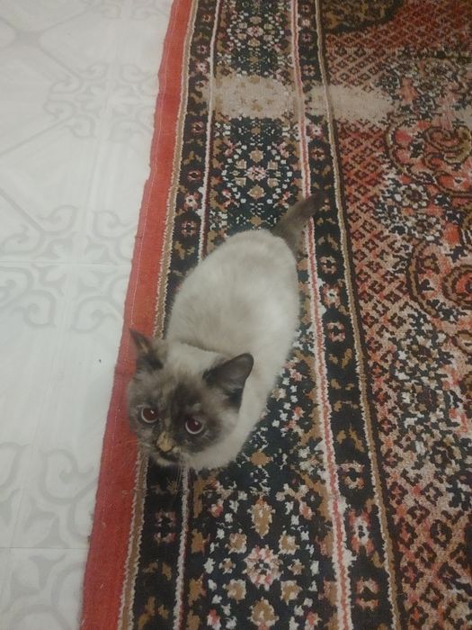 mushuk sotiladi aqlli va tarbiyali mushuk