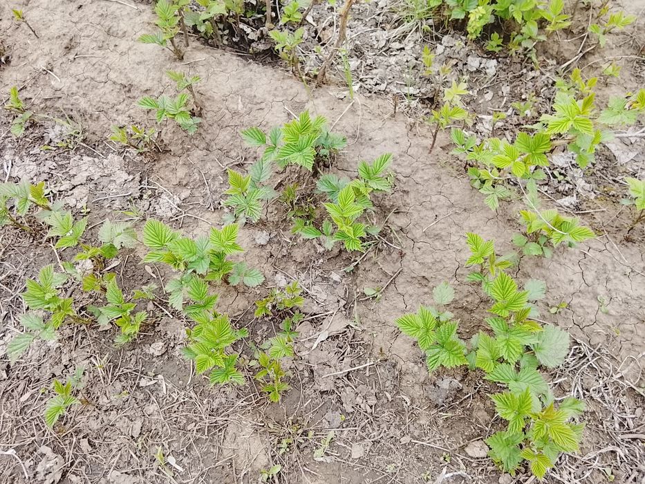 Саженцы ремонтантной малины