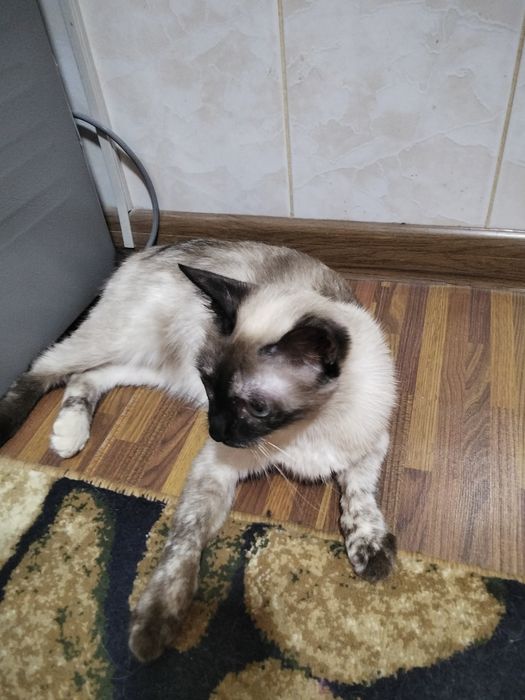 Одам  хорошие руки сиамская кошка