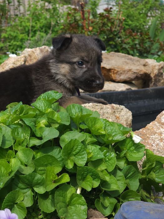 Щенки овчарки на продажу.