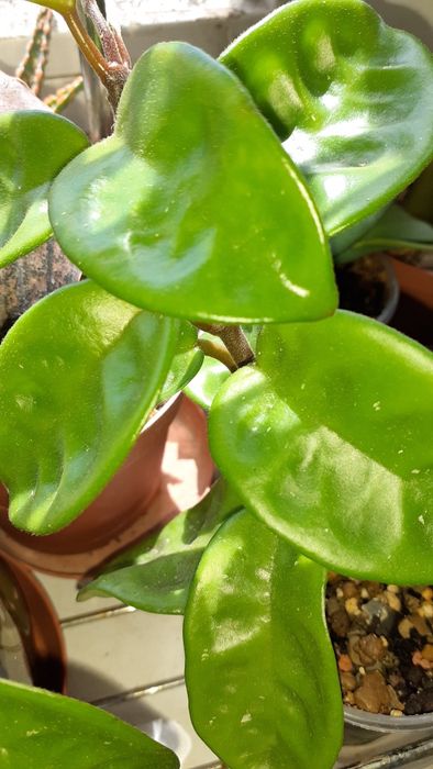 Хойи разных сортов  Растения Цветы