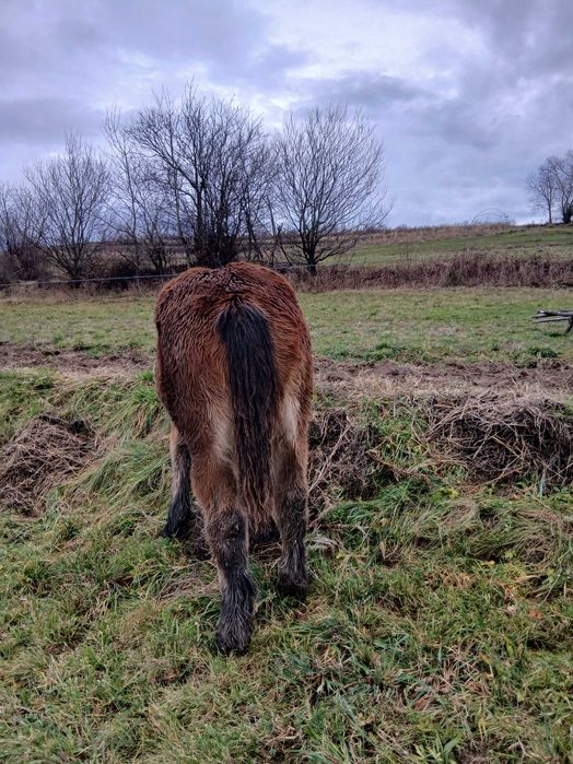 Vând mînză blânda  de 9 luni