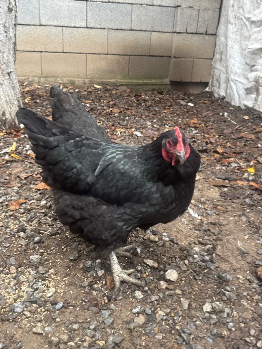 Животные , куры домашние ,