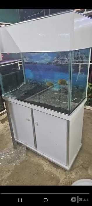 Akvarium 200litr + Tumbasi bilan xolati zor