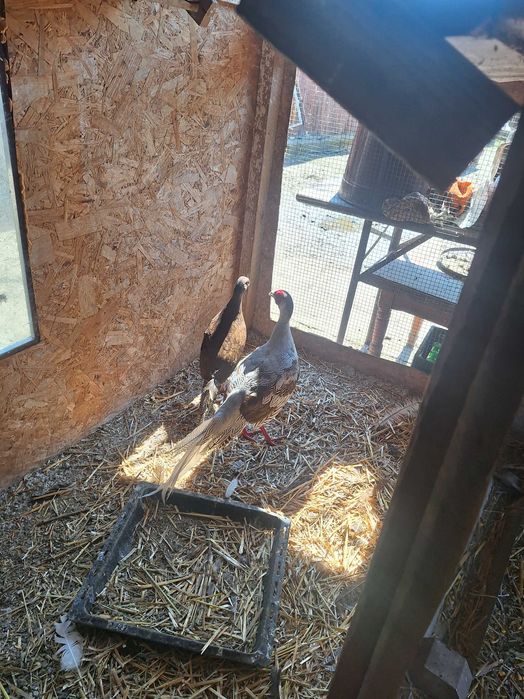 Fazani de vanzare auriu pe galben argintii si pauni