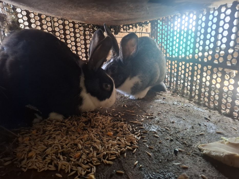 Iepuri  hycole francez si metis  neozeelandez rosu