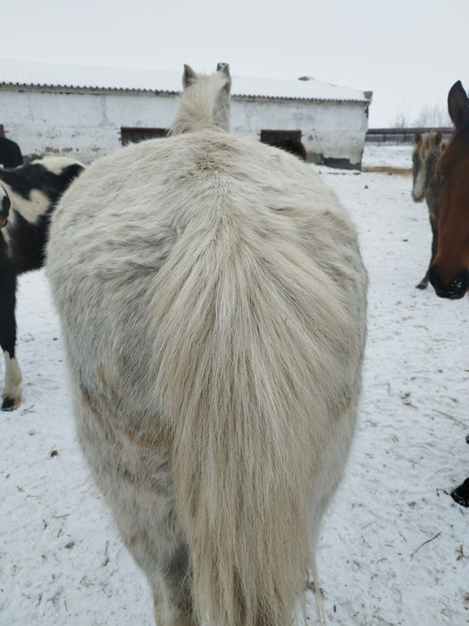 Продам кобылу...