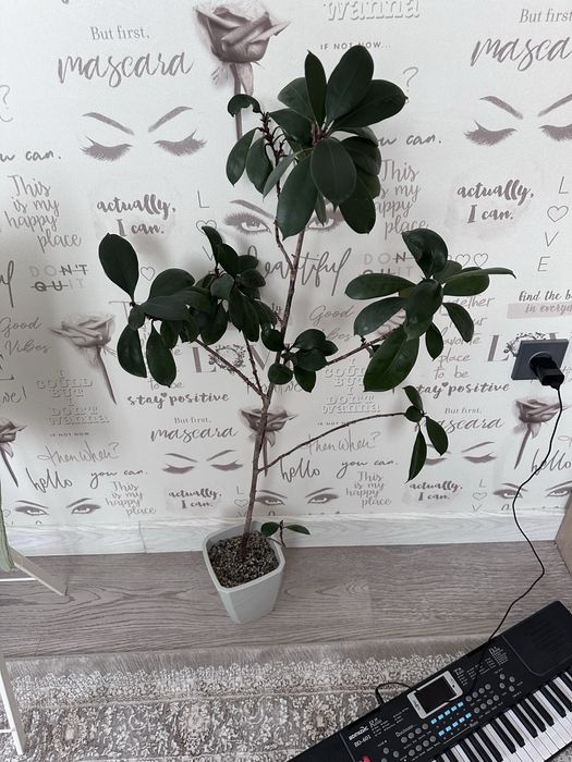 Комнатные цветы.