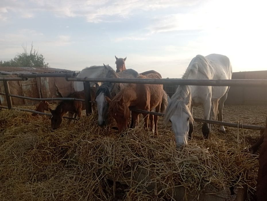 Продам лошадей ,жеребят