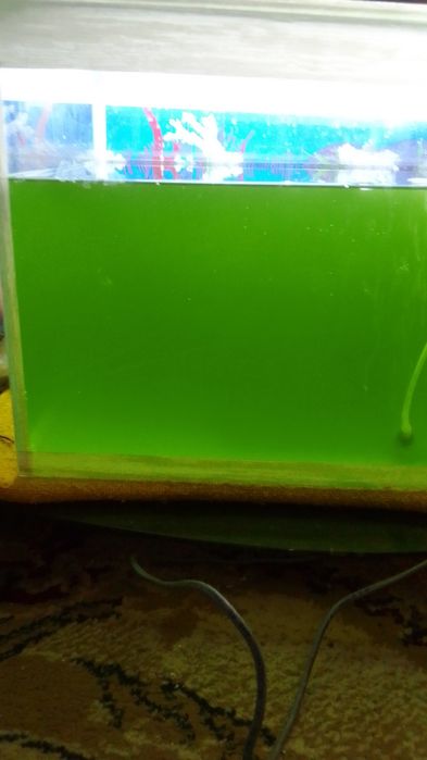 Тетроселмис для криветок амана и Артемий