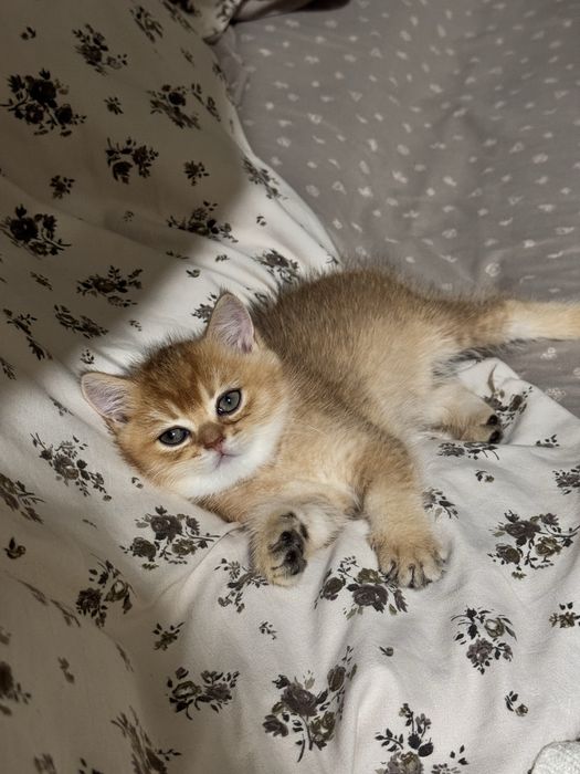 Zolotaya shinshilla ny 12