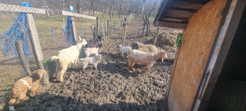 Capre și oi de vanzare