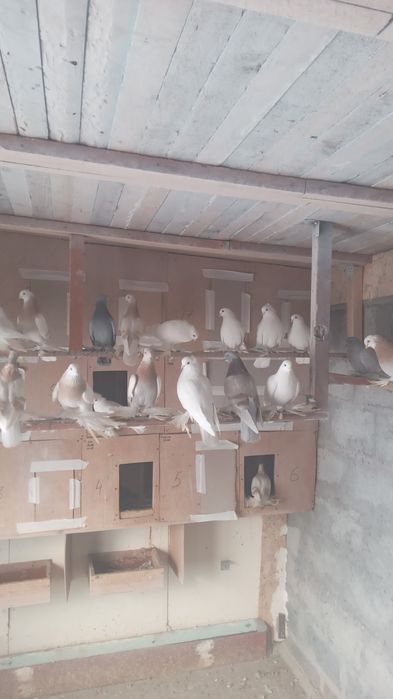 Лётные голуби с игрой