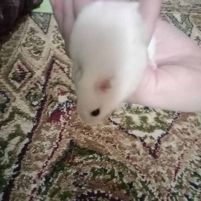 Продам хомяка девочка