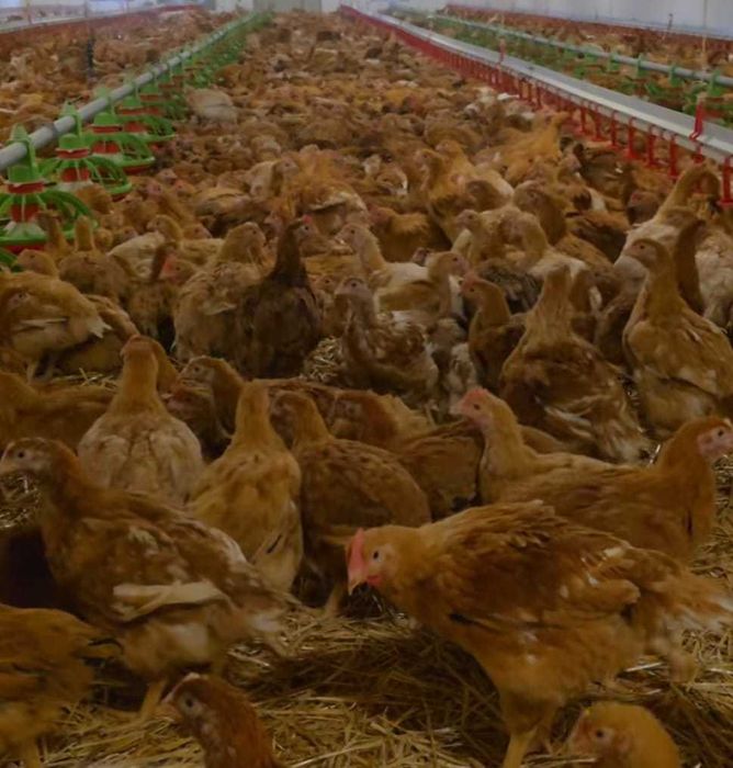 Ferma de pui vacareni