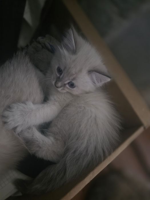 Отдам котят в добрые руки!
