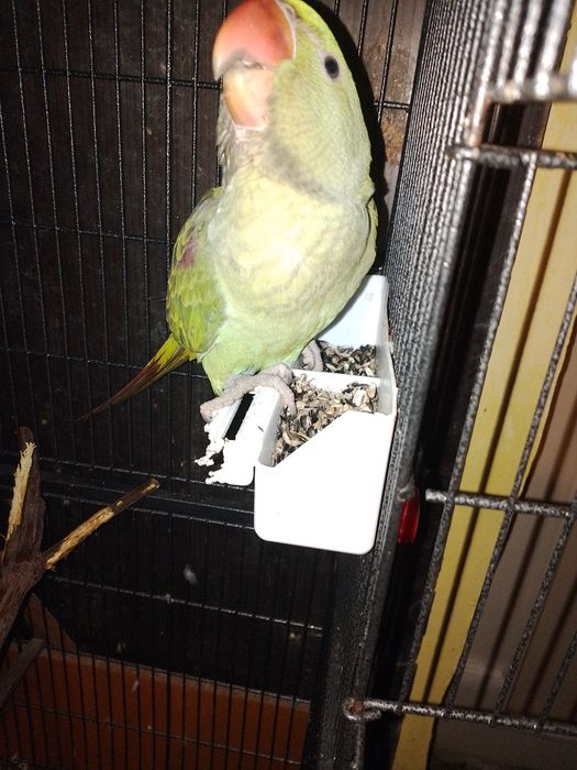 Marele Alexandru pui