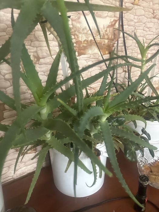 Цветы комнатные растения