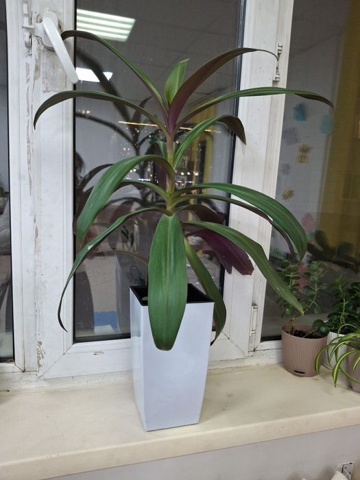 Комнатные  цветы