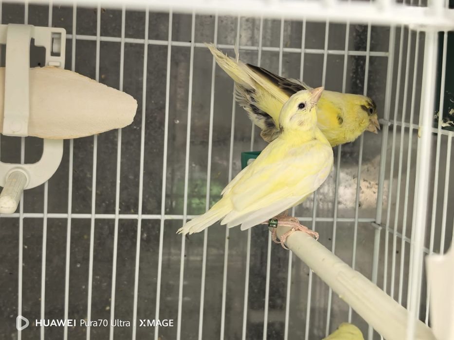 Canari de vanzare