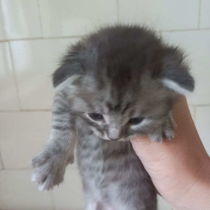 Вислоухие котята 1 мес мальчики