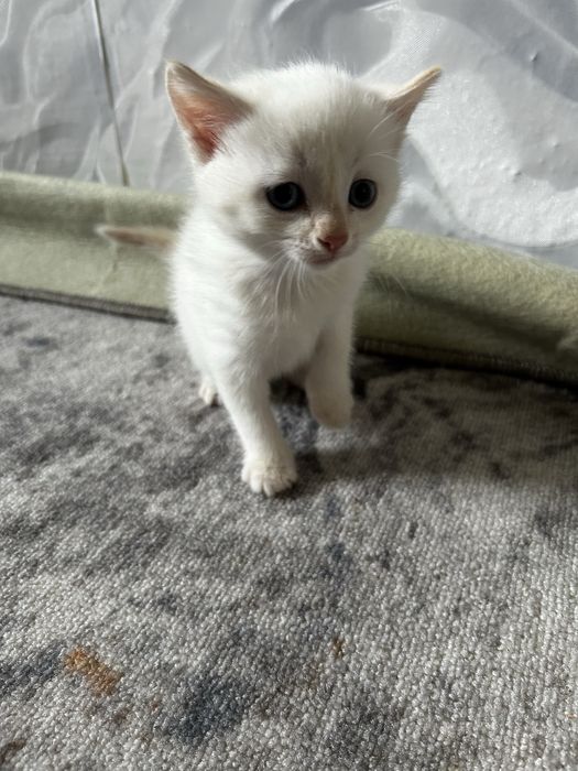 Кошки котята продаются