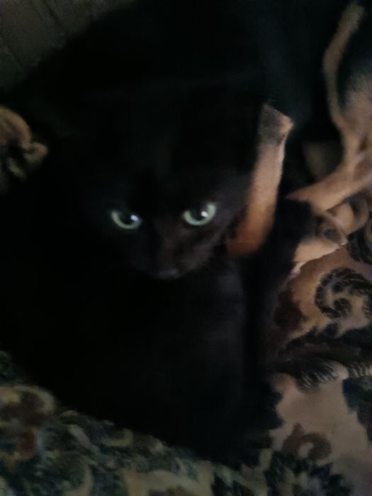 Отдам котенка в добрые руки