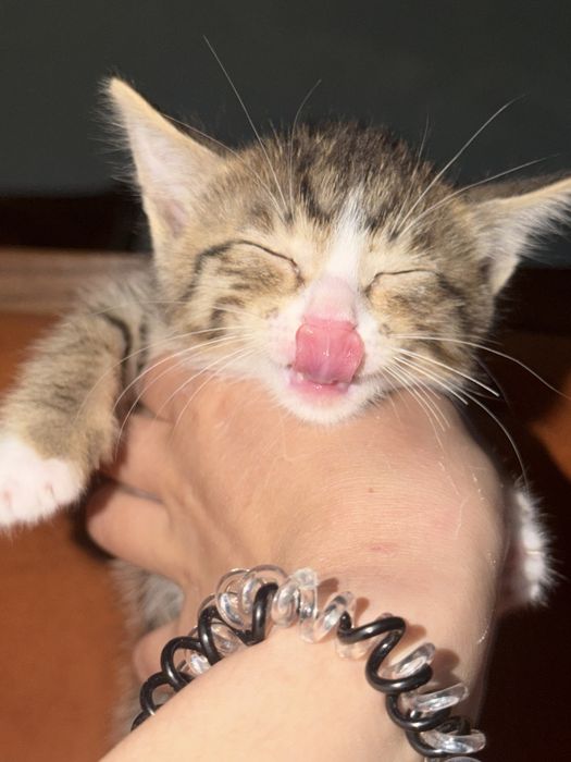 Отдам мальчика котёнка в добрые руки
