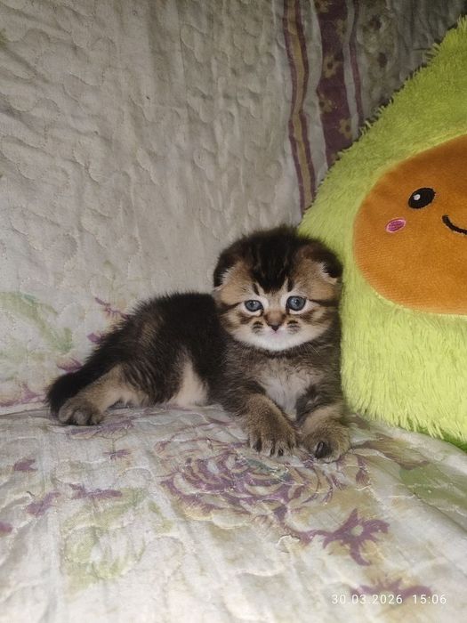 продам девчоку шиниллу скоттиш фолд