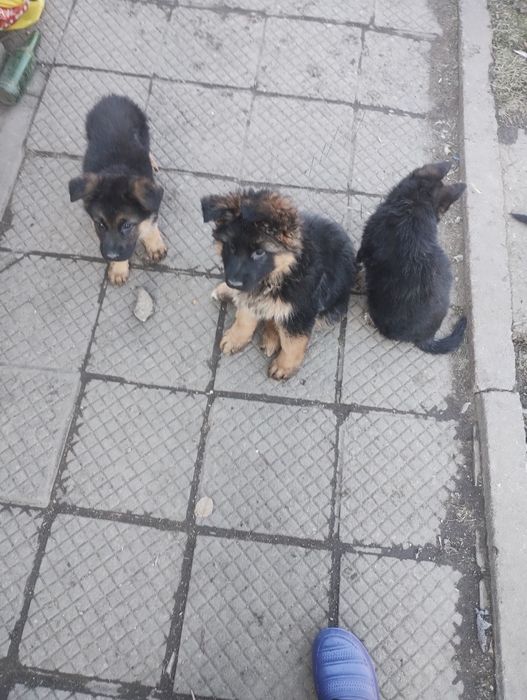 Немска овчарка. Женски