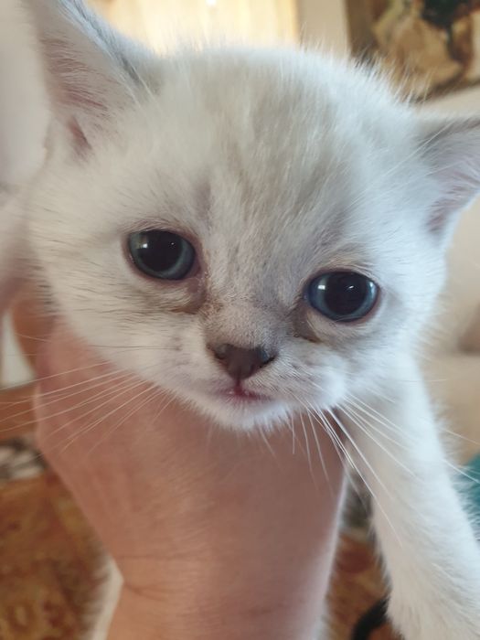 Британские шиншилы