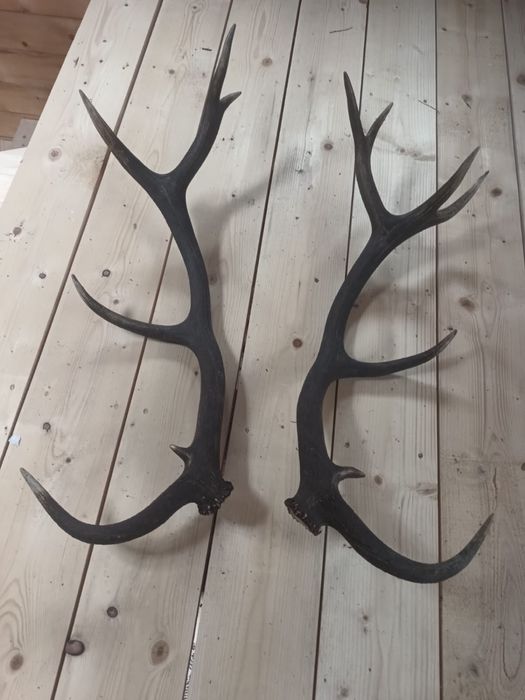 vand 2 perechi de coarne de cerb