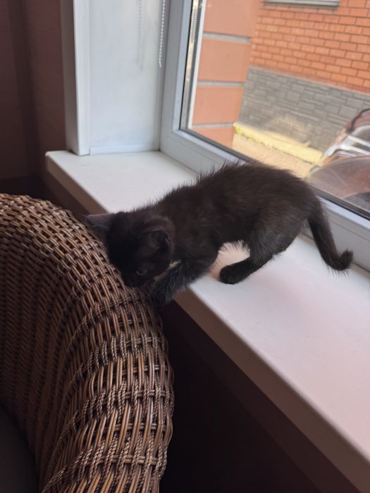 Котенок в добрые руки, срочно!