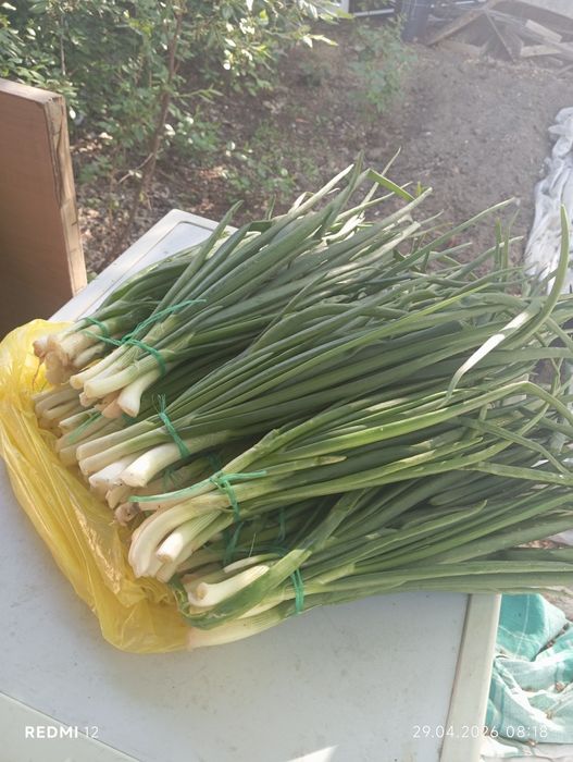 Зелёный лук , Шпинат